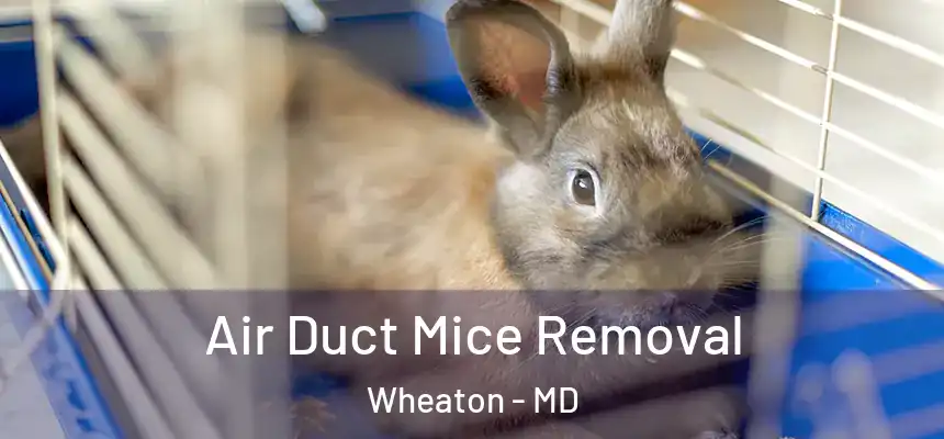 Air Duct Mice Removal Wheaton - MD