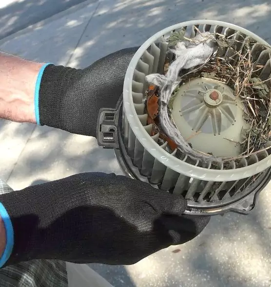 About Air Duct Mice Removal in Wheaton, MD